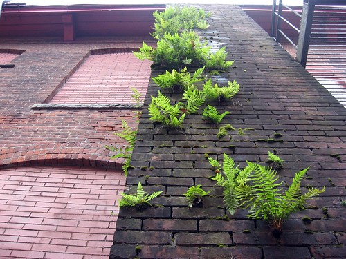 Ferns growing on brick smokestack