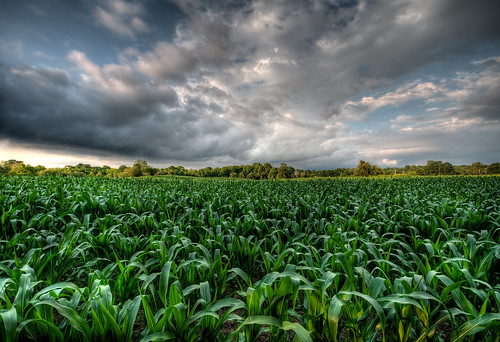 sunset cloud field rural geotagged corn cornfield geocaching farm crop agriculture hdr cloudscape belfountain 9xp