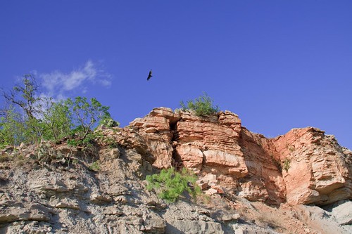 trees cliff cloud black bird face rock wall dark texas bluesky canyon buzzard hangingon reddirt earthtone palopintocounty graford