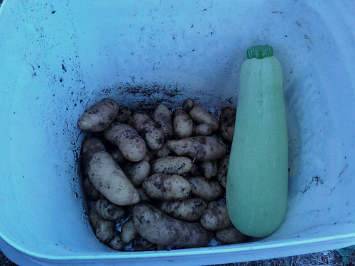 Potatoes and Squash