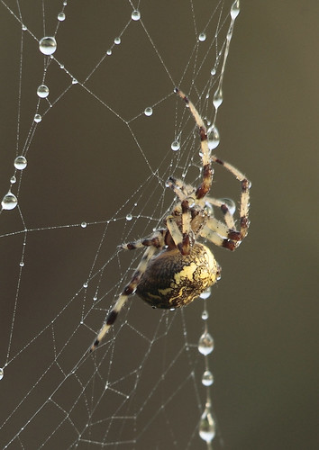 morning sunrise spider norfolk cobweb dew araneusdiadematus ithink castleacre watermeadows