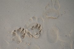 Dog prints in the sand