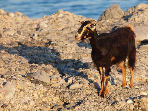 sunset shadow water animal evening goat shore