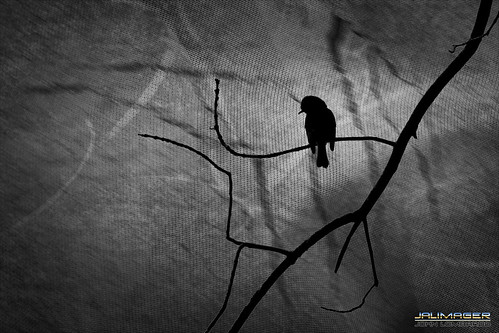 bw bird night contrast illinois rockford jalimager