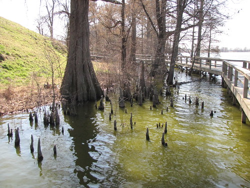 statepark park wood travel trees light usa reflection green nature water canon landscapes daylight scenery view state south peaceful powershot daytime arkansas cypresses tranquil baldcypress cypressknees centralarkansas sx10is waltphotos