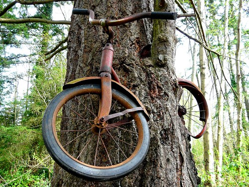 Don't Leave Your Bicycle Next to a Tree for Thirty Years