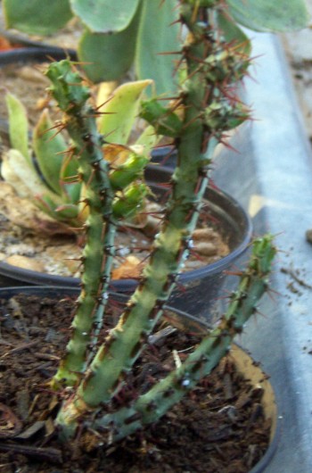 Euphorbia aeruginosa 3319051036_beee903ae1_o
