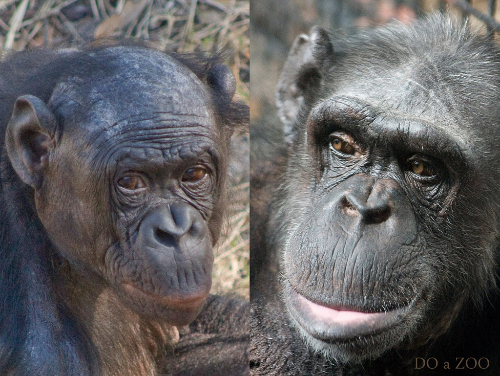 Bonobo & Chimpanzee Mother Comparison - a photo on Flickriver