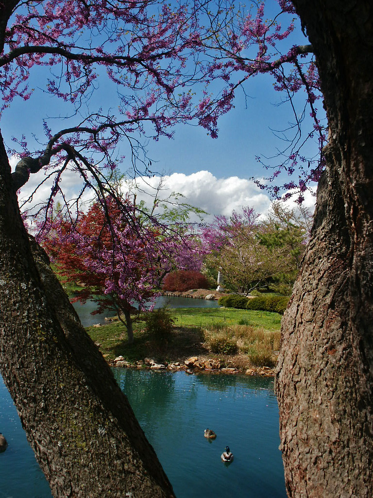 thinking of mt. fuji, japanese stroll garden, springfield,… | flickr