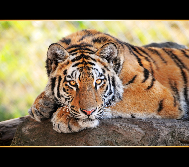 Posing young tiger II