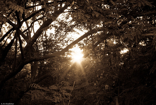 sunset sun india forest sonnenuntergang maharashtra wald indien pentaxk10d justpentax pimprichinchwad sumantsarovar