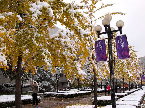 Ginkgo trees with Tsinghua flags