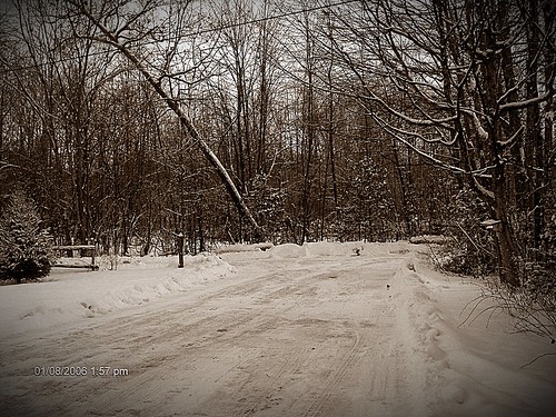 trees winter lake snow ontario canada frost pigeon lane blanket laneway windermere kawarthas ennismore danvilar