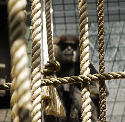 animals zoo monkey edinburgh dof panasonic ropes monkeyhouse edinburghzoo 45200mm lumixg1 vario45200mmlens