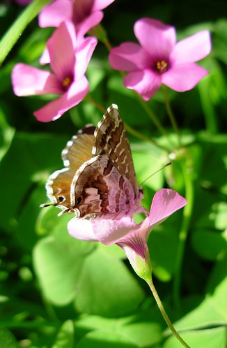 sardegna verde butterfly nikon fiore farfalla leggerezza fuxia valewatta