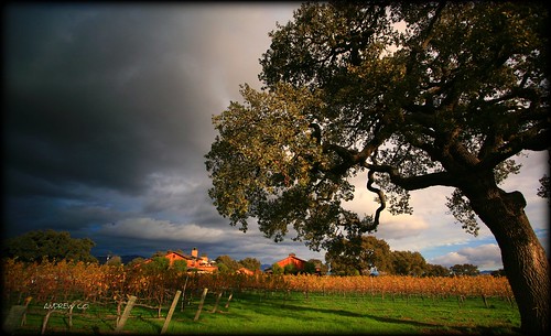 trees grass clouds canon vineyard oaktree 30d