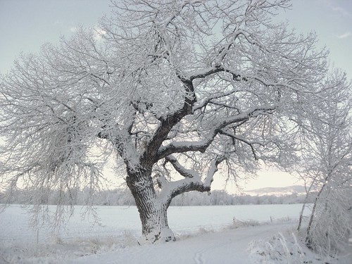 winter snow tree sunrise colorado february hygiene morningwalk thebestofday gününeniyisi elinixon pellacrossing