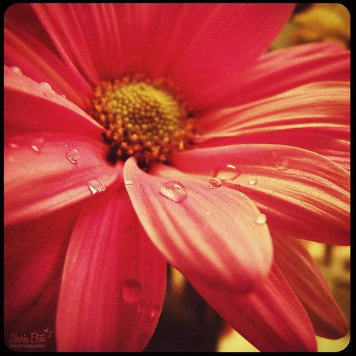pink flower water retro waterdrops waterdroplets bsquare explored 2009inphotos