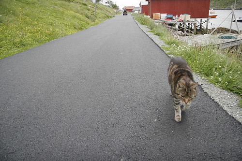 car norway norge finnmark katt kårhamn seiland