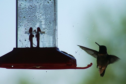 bird window geotagged illinois dof hummingbird birdfeeder feeder aves ave condensation orton hovering hummingbirdfeeder southernillinois avianphotography caveinrockillinois geo:lat=37469851 geo:lon=88152623