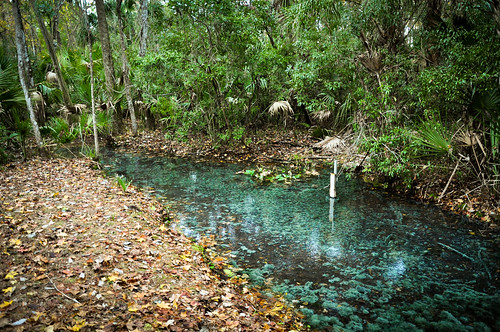 water forest spring springs sulfur palatka putnam