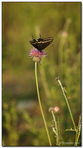 black butterfly texas thistle wildflower swallowtail blackswallowtail