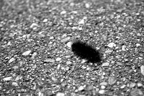road bw macro monochrome mono caterpillar blackwhitephotos