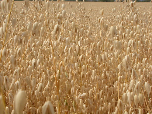 grass idaho annual oats poaceae fairfield inflorescence cultivated introduced oatgrass avena bunchgrass avenasativa coolseason disturbedsite drysite wetsite aveneae