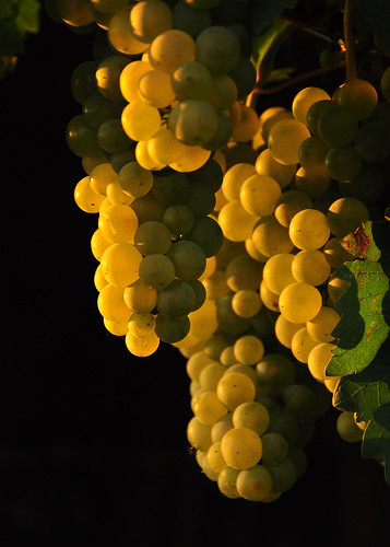 sunset 3 black fruit contrast garden evening leaf iso400 delicious grapes f56 orangelight ripe obst 105mm bunchofgrapes weintraube d90 nikond90 faceingthenight