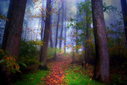 autumn mist fall fog path foggy blueridgeparkway mountaqin