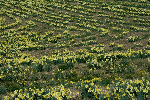 flowers festival daffodil arkansas wye wyemountain flagcc