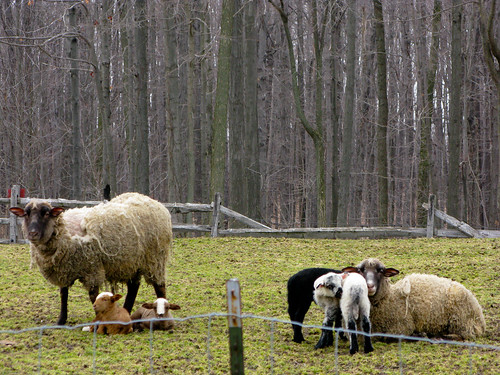 ohio march spring sheep farm lambs canong9