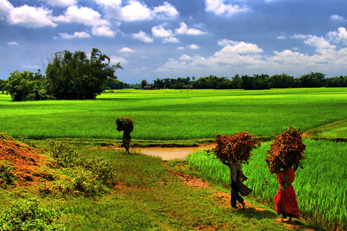 life sky woman green nature clouds canon eos village paddy crop bangladesh paddyfield villagelife netrokona canonefs1785mmisusm xti colouer 400d birishiri