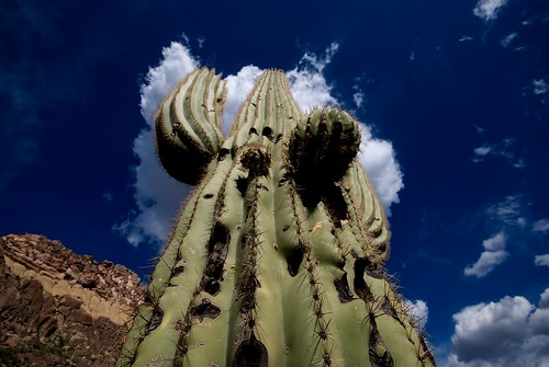 arizona cactus phoenix desert saguaro superstitionmountains