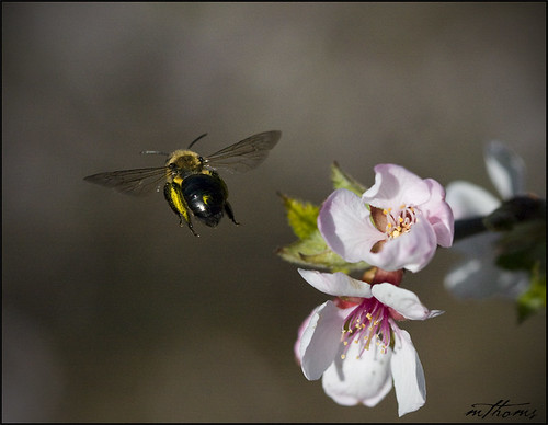 flower macro tree insect inflight spring wings blossom bokeh bumblebee naturesfinest canon40d kadacat