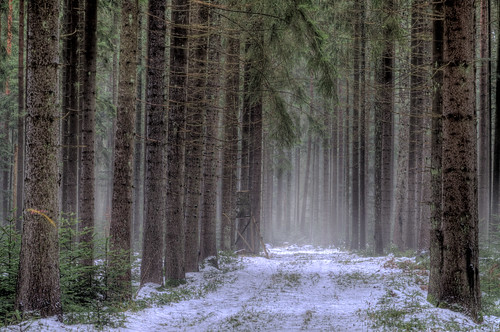 winter deutschland wald bäume schwarzwald deu hdr tannen d300 badenwürttemberg neubulach oberhaugstett