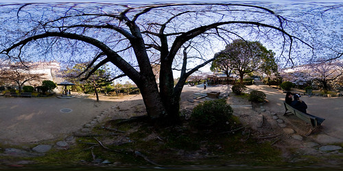 panorama castle japan spring handheld cherryblossom himeji sakura 360x180 himejicastle himejijou equirectangular panotool