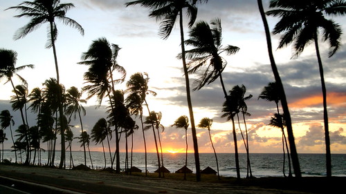 trees sea brazil sun tree sol praia beach brasil sunrise mar palm bahia salvador nascer coqueiros pituba