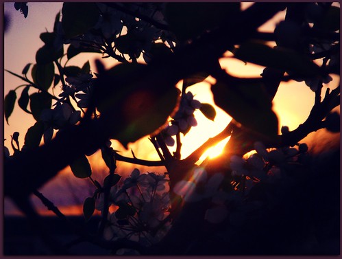 sunset sun tree beautiful evening day branches indiana pear peek blossoming setting picnik