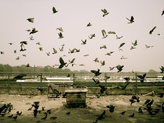 Pigeons outside Maidaan in Kolkata