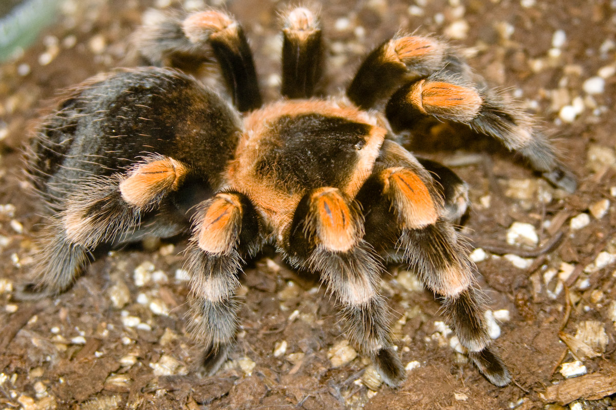 The Top 10 Biggest Spiders in the World