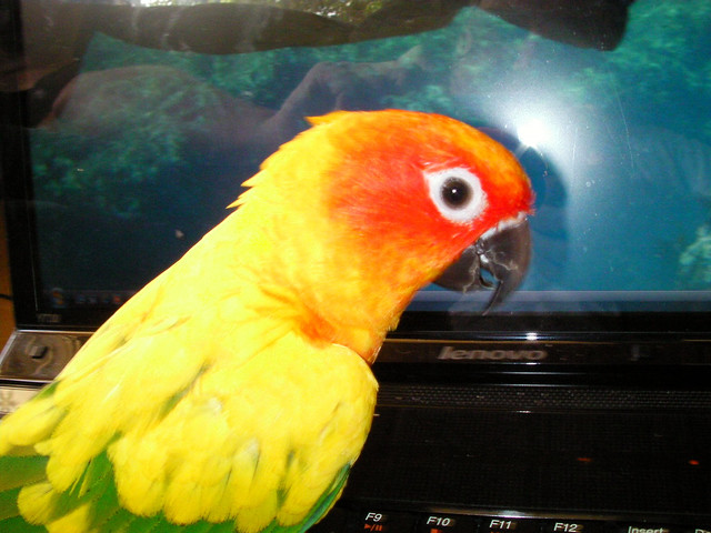 Tingo Helps with the Computer