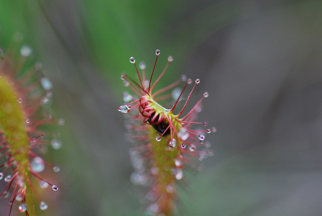 sundew plant eating insect flickr