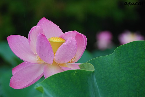 park pink flower green yellow japan leaf pond nikon lotus chiba d60 flowerscolors beautifulexpression photographyrocks spiritofphotography auniverseofflowers