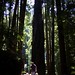 walking in the humboldt redwoods    MG 1167