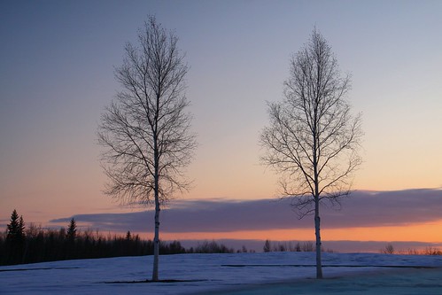 sunset alaska birches twotrees chena