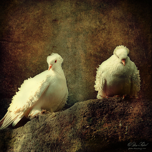 white pigeons feathers curls doves disheveled ruffle frill frillback fancypigeon memoriesbook redmatrix