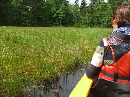 lake kayak novascotia sarraceniapurpurea