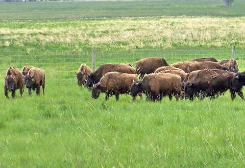 canada color colour green animal farm ab alberta prairie agriculture bison 2009 2000s canadagood