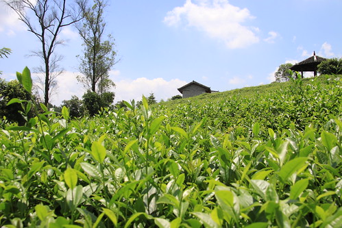 china guangxi camelliasinensis tealeaves teafarm teabushes img3096 liusanjieteafarm
